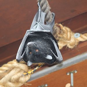 Livingstone's Flying Fox