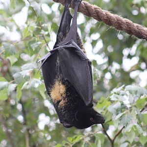 Livingstone's Flying Fox