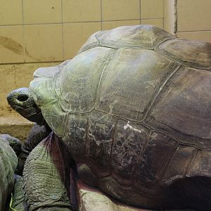 Aldabra Giant Tortoise
