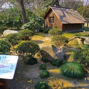 Silver Pheasant Enclosure