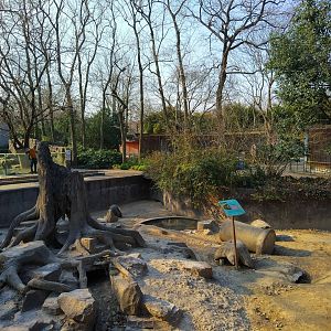Indian Crested Porcupine Enclosure