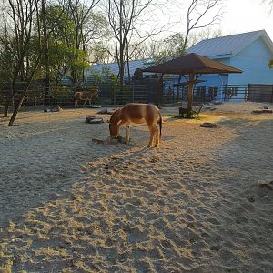 Mongolian Wild Ass Paddock