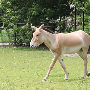 Kulan