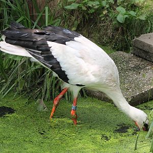 European white stork