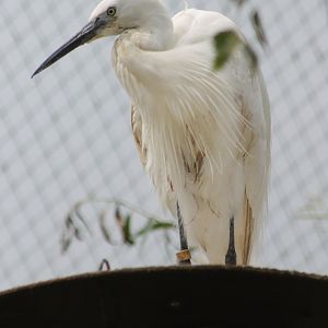 Little egret