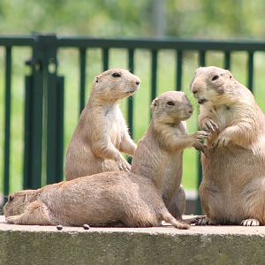 Prairie dogs