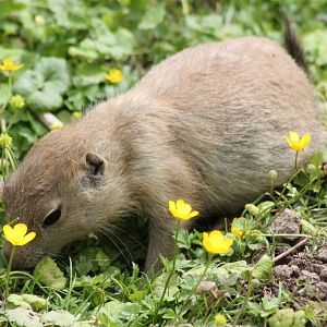 Young Prairie dog