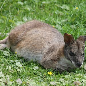 Red-necked wallaby