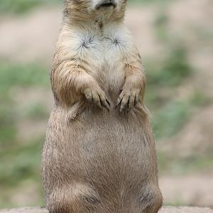 Prairie dog