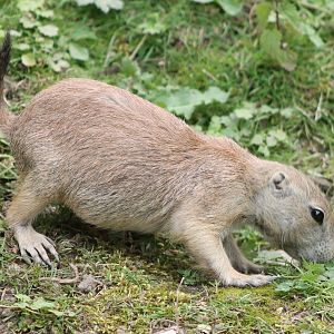 Prairie dog