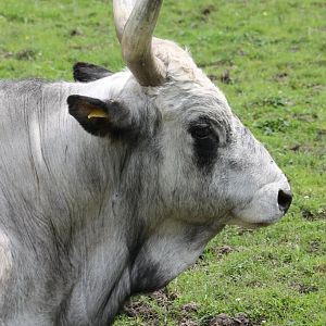 Hungarian steppe cattle