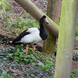 Magpie Goose, March 2017
