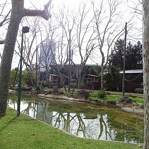 Brown spider monkey island