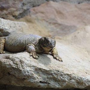 Leptien's Spiny-Tailed Lizard