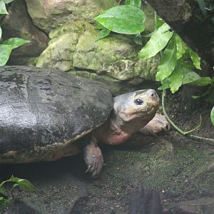 Bornean Pond Turtle