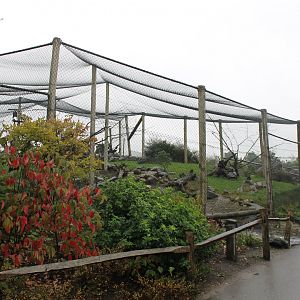 Enclosure Polar foxes