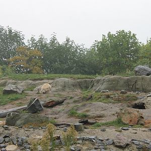 Part Polar bear enclosure