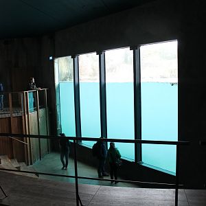 Underwater viewing Polar bear