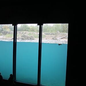 Underwater viewing Polar bear