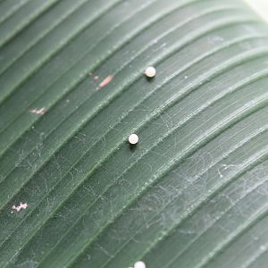 Butterfly-eggs