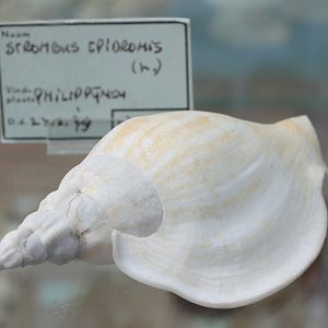 Shell