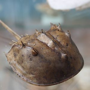 Horsshoe crab