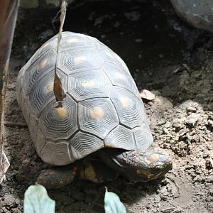 Red-footed tortoise