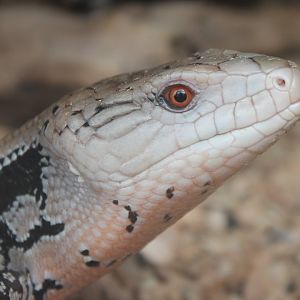 Blue-tongued skink