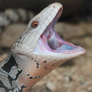 Blue-tongued skink