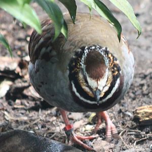 White-necklaced partridge