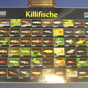 Poster Killifishes