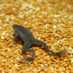 Dwarf clawed frog