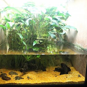 Killifish - Dwarf clawed frog tank