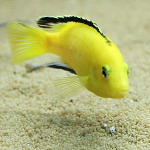 Labidochromis caeruleus