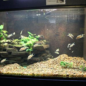 Cichlid-aquarium