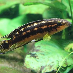 Julidochromis marlieri