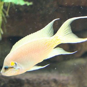 Neolamprologus brichardi