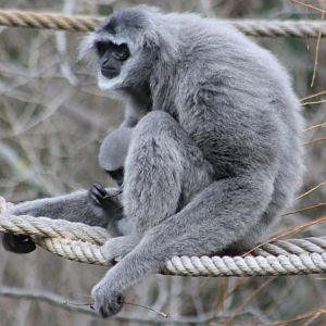 Javan gibbon