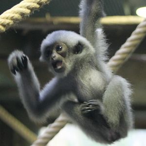 Baby Javan gibbon