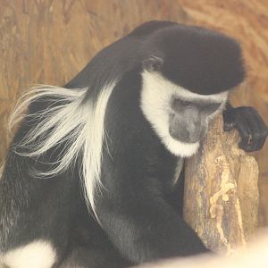 Black and White Colobus