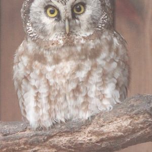 Boreal owl