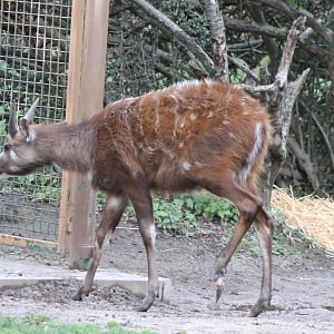 Sitatunga