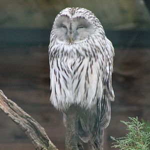 Ural owl