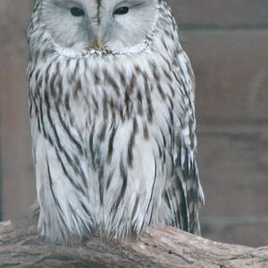 Ural owl