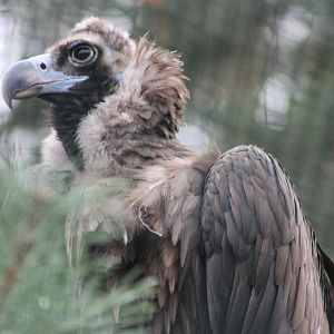 European black vulture