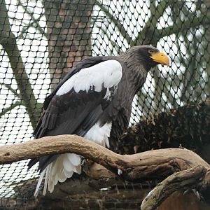 Steller's sea-eagle