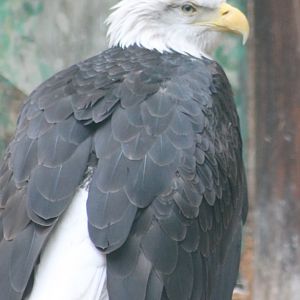 Bald eagle