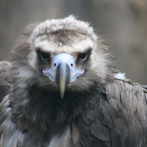 European black eagle