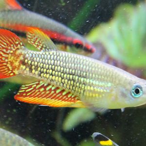 Aplocheilus lineatus