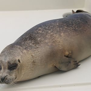 Harbour seal